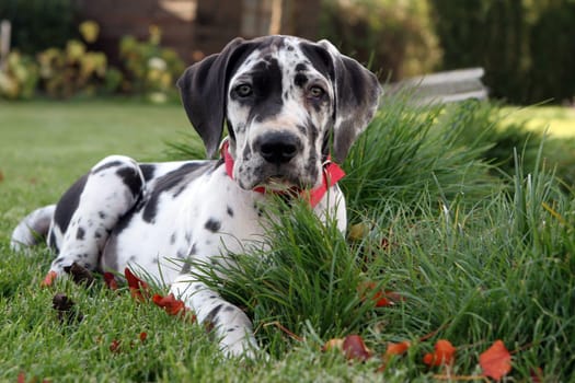 Great Dane puppy "Willi"" Wilson rests in the garden from his outrages."