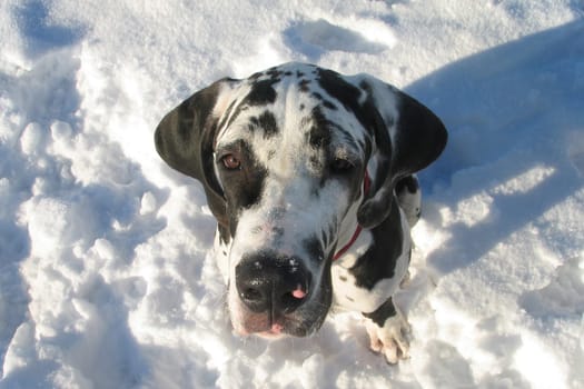 Great Dane puppy looks curiously into the camera
