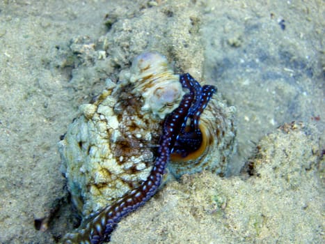 The octopus kept changing color in the hope that I wouldn't be interested in it. Unfortunately,he thought wrong. :)