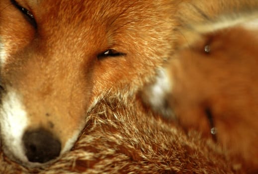 .. say good night to the foxes...