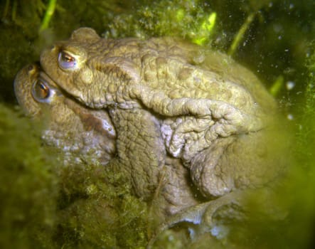 Common toads mating