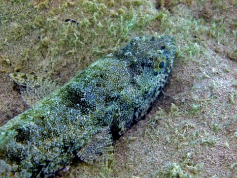 Lizardfish