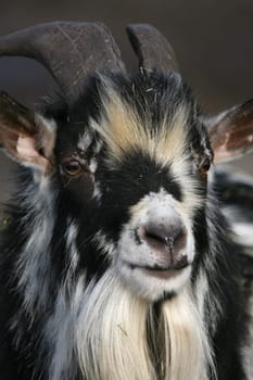 Livestock
