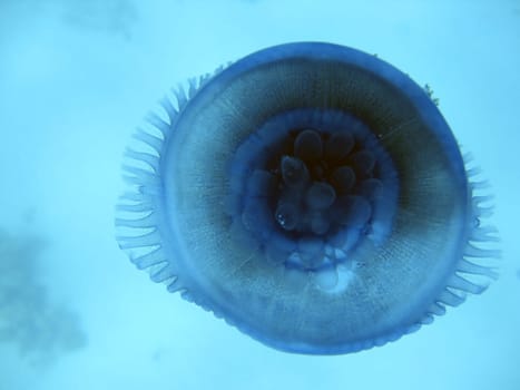 Blue root mouth jellyfish