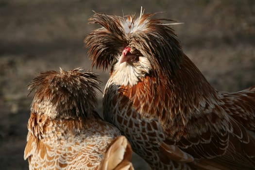 Dwarf Paduans (rooster and hen)