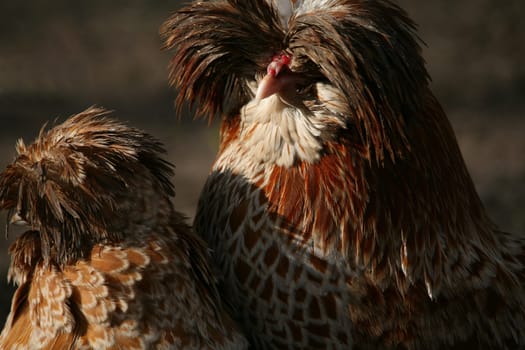 Dwarf Paduans (rooster and hen)