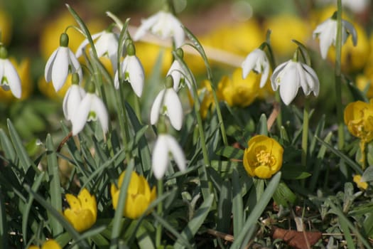 Snowdrop
