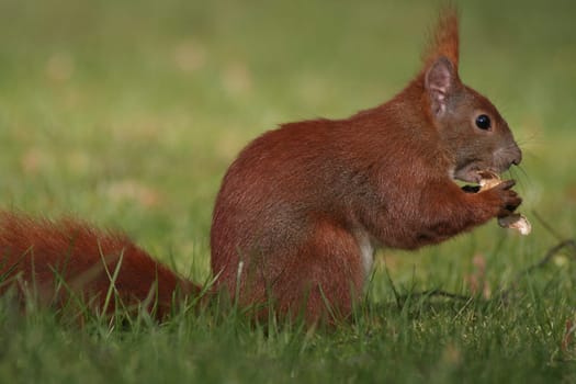 Appetite