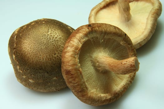 Shiitake