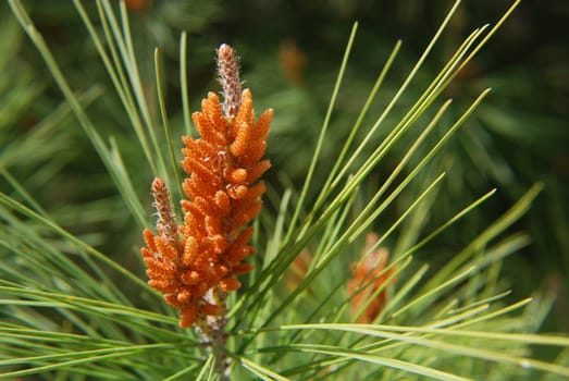 Pine