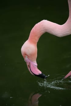 Graceful bird in pink