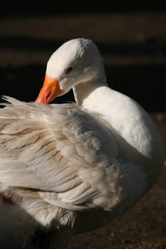 White poultry