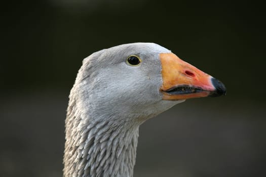 Beautiful poultry