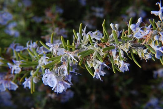 Lavender