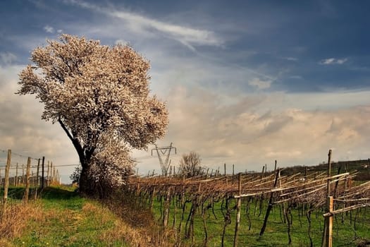 Spring