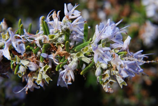 Lavender