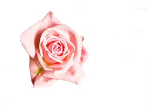 Pink Rose