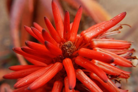 Flowered Aloe