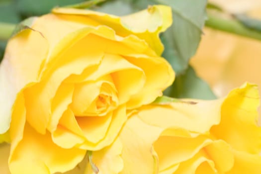 yellow roses