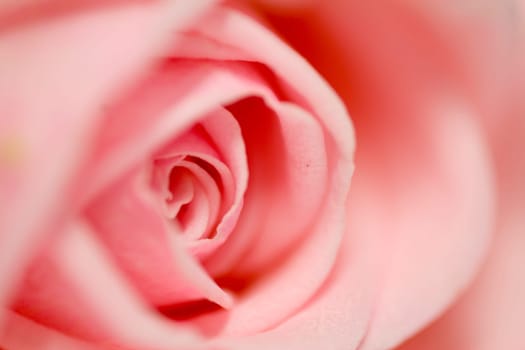 Pink Rose