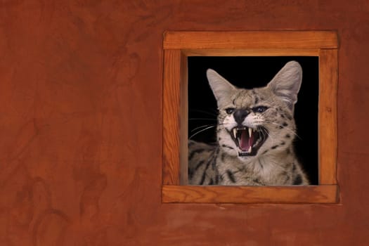 Serval