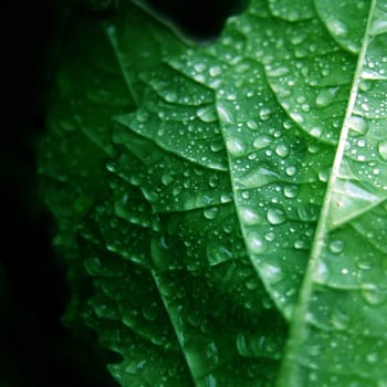 after the rain (1)