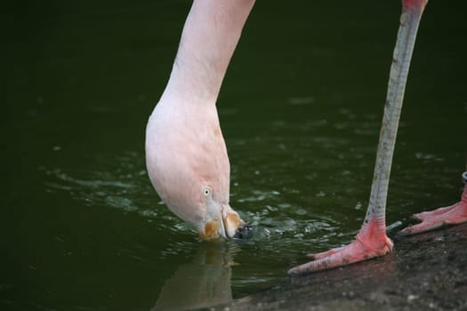 Graceful bird in pink