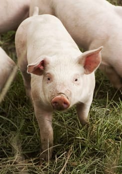 Piglet