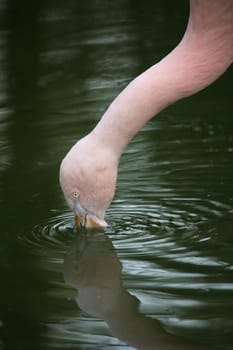 Graceful bird in pink
