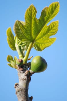 Fig