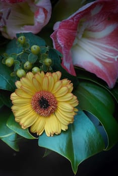 Gerberas,juniper and amaryllis