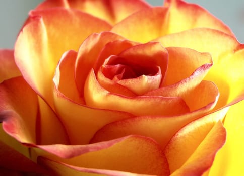 A rose,lat. pink,Rosoideae