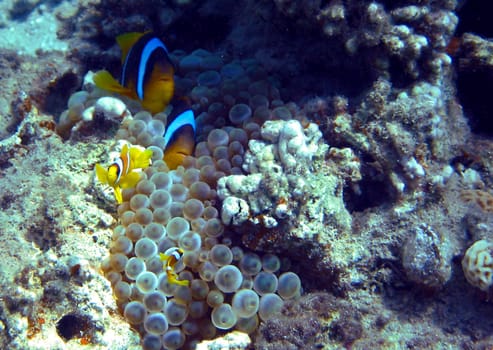 aNEMOnenfisch Family