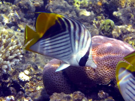 Flag butterflyfish