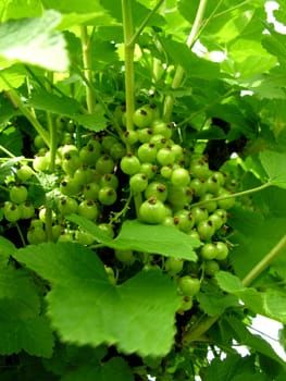 Green currant berries