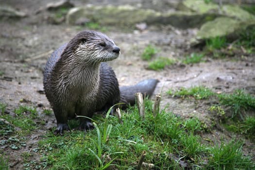 Common otter