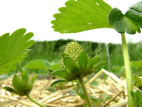 Unripe strawberries