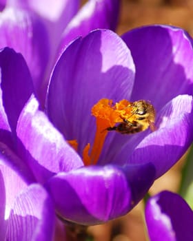 That's what it looked like everywhere last week. Now snow is falling again in many places and it is freezing....! The bees will be surprised...! I'm not the macro expert,but I'm still happy if there's an insect on the flowers