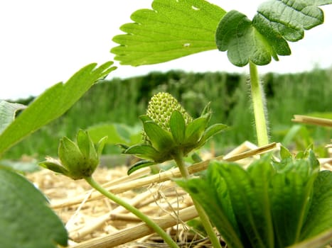 Strawberry plant