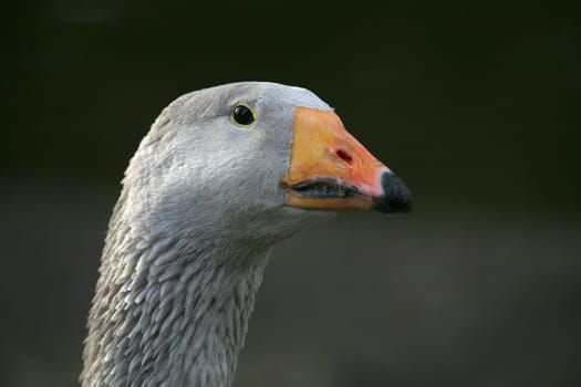 Beautiful poultry