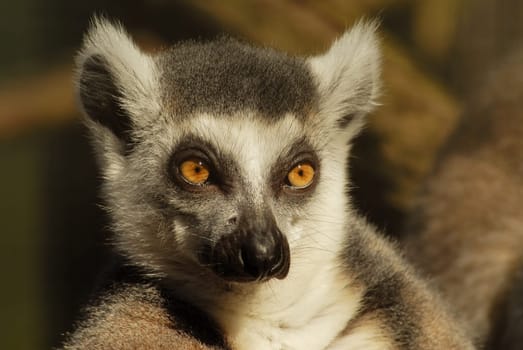 Ring-tailed lemur
