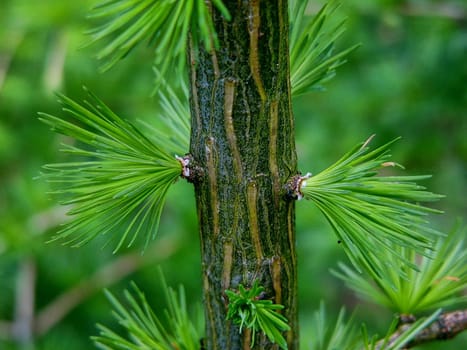 Fir