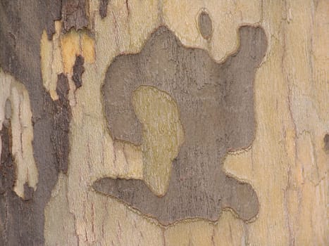 Bark of the plane tree