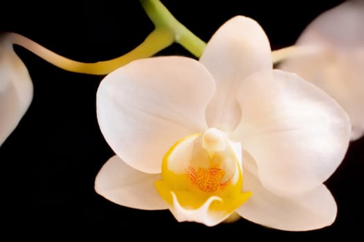 White Orchid