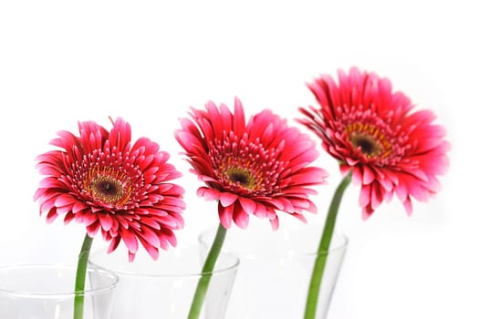 Trio of flowers