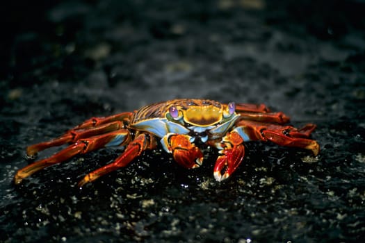 This pretty colorful crab got its name from sailors a long time ago. When they discovered her on the Galápagos Islands,the little crab reminded her of an exotic dancer in the Caribbean,who also dressed so colorfully - a certain