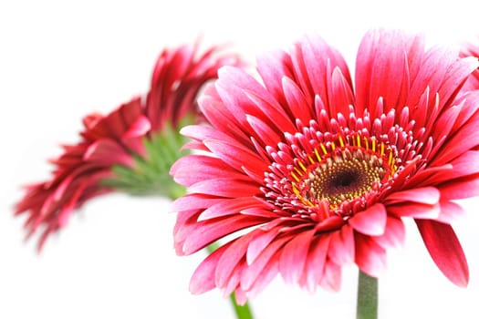 Pink flowers