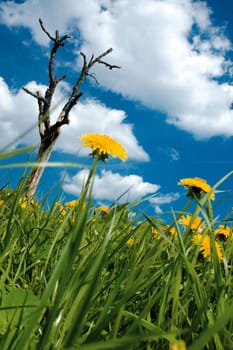 Dandelion