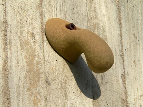 The nose