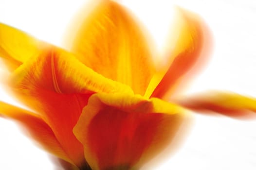 Tulip